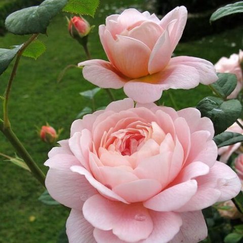 Hoa hồng ri Ba Tư