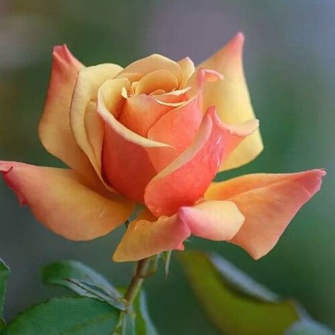 Hoa hồng ri
