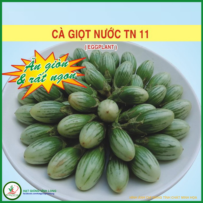Hạt giống cà giọt nước TN 11 - 1g