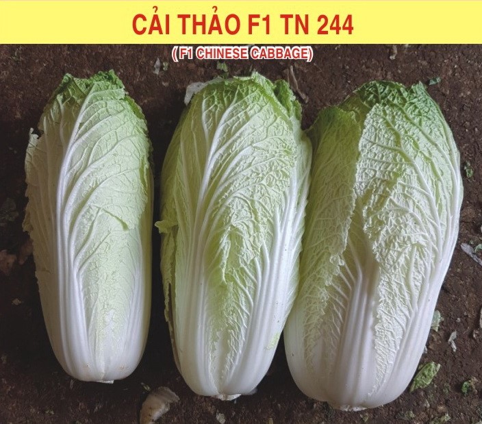 Hạt giống Cải thảo F1 ASAHI TN 244 - 2g