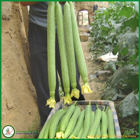 Hạt giống Mướp hương xanh trái dài RD 32 - 1g