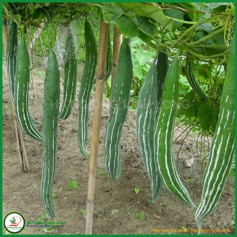 Hạt giống Lặc lày RD 248 - 2g