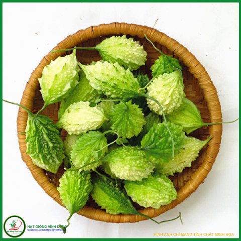 Hạt giống Khổ qua rừng RD 52 - 1g