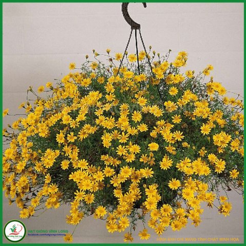 Hạt giống hoa Cúc sao băng RD 865 - 0.03g