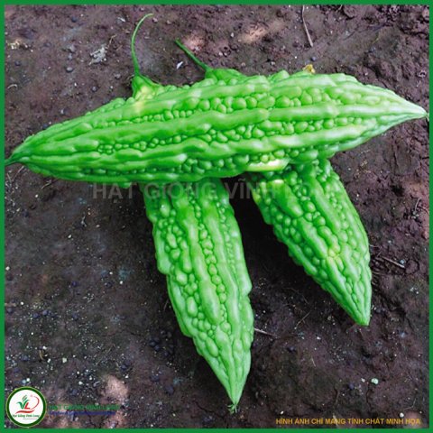 Hạt giống Khổ qua trái dài RD 316 - 2g