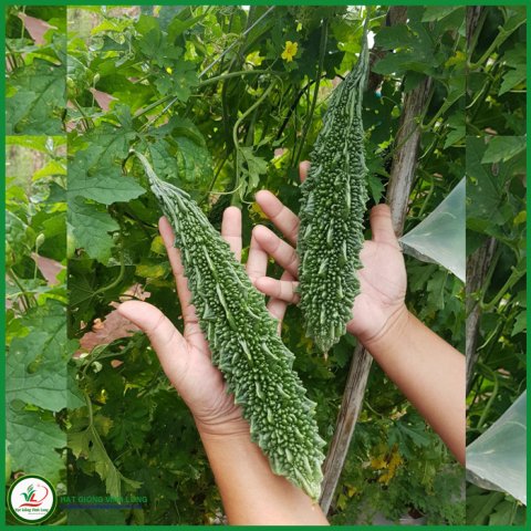 Hạt giống Khổ qua F1 INCAN 3 TN 326 - 1,7g (10 hạt)