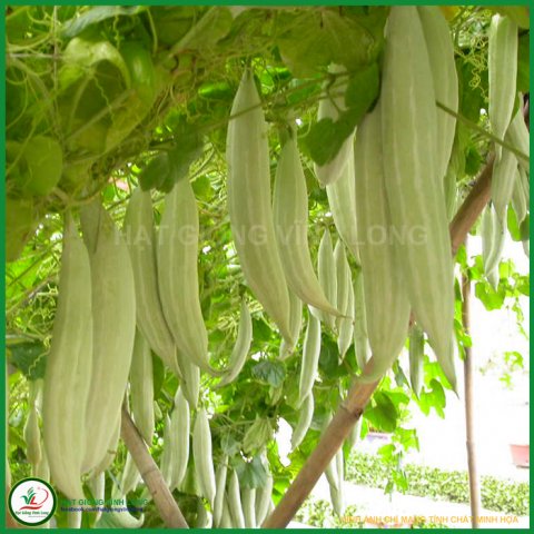 Hạt giống Khổ qua tây RD 999 - 2g