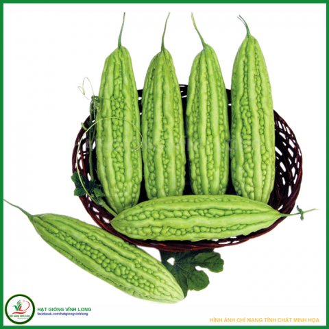 Hạt giống Khổ qua OP TN 1 - 10g