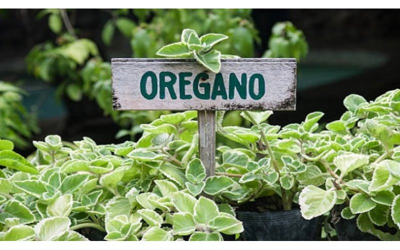 Công dụng và cách sử dụng lá Oregano