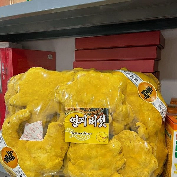 Nấm Thượng Hoàng khay 1kg