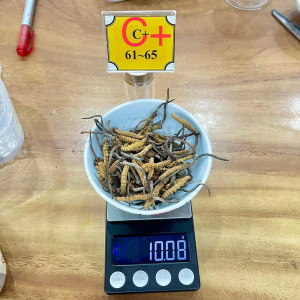 Sản phẩm 3: 10gr Đông Trùng size 60