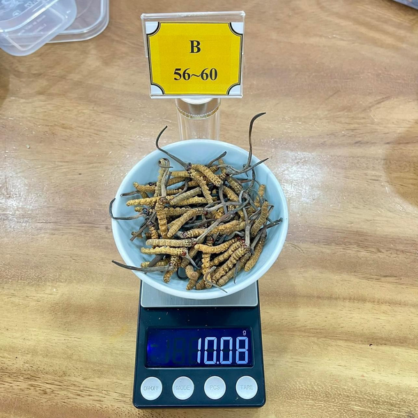 Sản Phẩm Premium: 10gr Đông Trùng Size 50