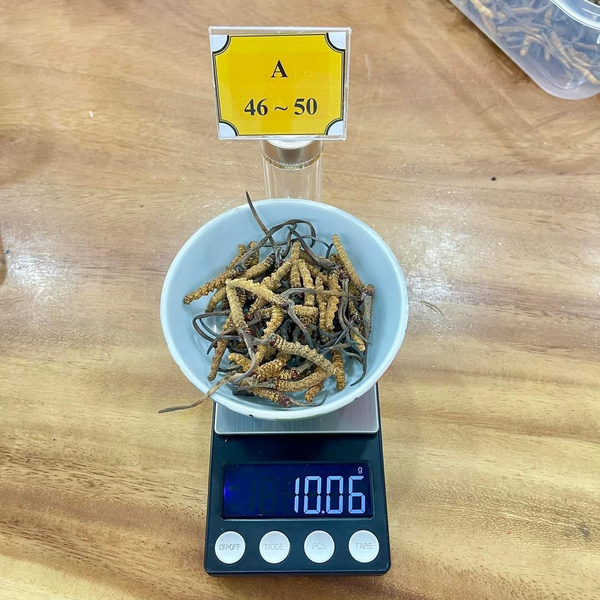 Sản Phẩm VIP: 10gr Đông Trùng size 40