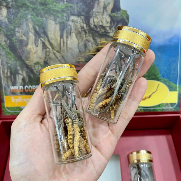 Sản phẩm 2: 5gr Đông Trùng size 60