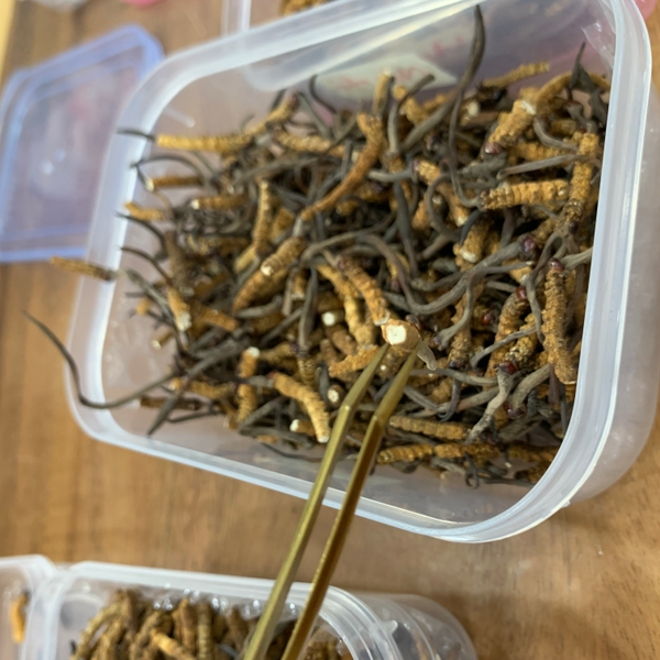 Sản Phẩm 6: Gãy Nhí 5gr (>100 con)