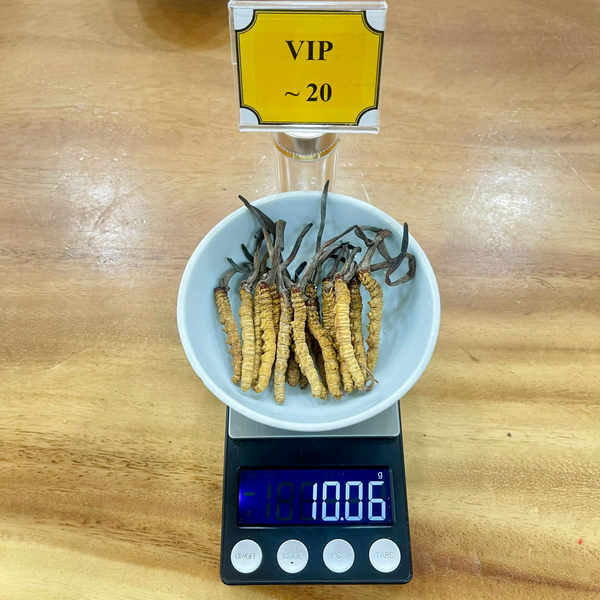 Ultra VIP (20 con Đông trùng Bhutan)