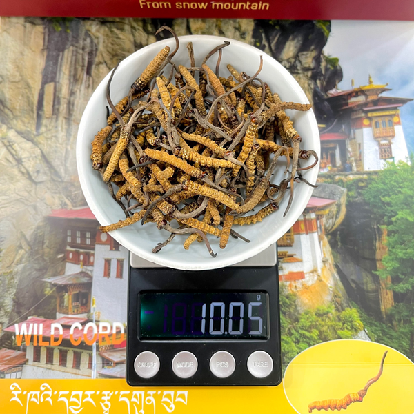 Đông trùng Bhutan  Size 91-100